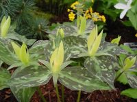 Yellow erect petals on this three petalled flower over mottled green foliage.